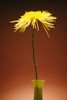 Flower In A Vase PosterPrint - Item # VARDPI1292628
