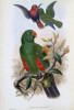 Green Lory John Gould Poster Print