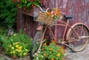 Old bicycle with flower basket next to old outhouse garden shed, Marion County, Illinois, USA Poster Print - Item # VARPPI169170