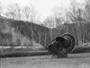 Turkey gobbler Poster Print - Item # VARSAL255418796