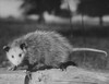 Opossum standing on a log Poster Print - Item # VARSAL25535881
