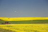 Flowering Canola Fields And A Red Barn; Alberta, Canada PosterPrint - Item # VARDPI1882657