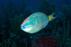 Stoplight Parrotfish on Caribbean reef Poster Print - Item # VARPSTKWD400006U