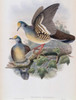 Branded Pigeon John Gould Poster Print - Item # VARSAL900139716