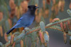 Stellar Jay, Haines, Alaska PosterPrint - Item # VARDPI2019238