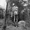 USA  New York City  Freedomland  Human skeleton hanging from tree Poster Print - Item # VARSAL255423781