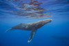 Humpback whale (Megaptera novaeangliae) underwater; Hawaii, United States of America PosterPrint - Item # VARDPI12278777