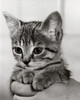 Person holding a kitten Poster Print - Item # VARSAL25529846