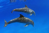 http://c328301.r1.cf1.rackcdn.com/DPI1990281LARGE.jpg