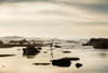 Heron on the beach, Maverick's Beach, Half Moon Bay, San Mateo County, California, USA Poster Print - Item # VARPPI168461