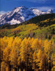 Uncompahgre National Forest  CO Poster Print by Panoramic Images (12 x 16) - Item # PPI44497