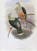 Richard's Fruit-Pigeon John Gould Poster Print - Item # VARSAL900140768