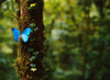 Blue Morpho Butterfly  Costa Rica Poster Print by Panoramic Images (17 x 12) - Item # PPI101785