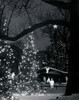 Decorated Christmas trees lit up at night Poster Print - Item # VARSAL25538058B