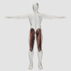 Male muscle anatomy of the human legs, anterior view Poster Print - Item # VARPSTSTK700515H