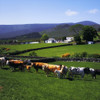 Mourne Mountains, Co Down, Ireland; Cattle And Farm Structures With Mountains In The Background PosterPrint - Item # VARDPI1803304