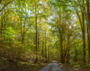 Trees both sides on a dirt road, Greenbrier, Great Smoky Mountains National Park, Tennessee, USA Poster Print - Item # VARPPI167183