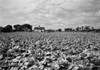 Field of cabbage Poster Print - Item # VARSAL255419199