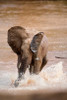 African elephant (Loxodonta africana) playing with water  Samburu National Park  Rift Valley Province  Kenya Poster Print by Panoramic Images (24 x 36) - Item # PPI119233