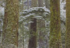 Snow Covered Trees In Cathedral Grove Near Port Alberni, Vancouver Island, British Columbia. PosterPrint - Item # VARDPI2037939