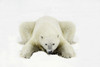 Polar Bear PosterPrint - Item # VARDPI1793666