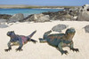 Two Marine iguanas (Amblyrhynchus cristatus) on sand  Galapagos Islands  Ecuador Poster Print by Panoramic Images (16 x 11) - Item # PPI108735