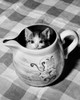 Kitten peeking out of a pitcher Poster Print - Item # VARSAL25529840