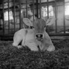 Brown Swiss calf Poster Print - Item # VARSAL255423940