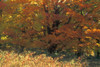 Autumn Tree PosterPrint - Item # VARDPI1773363