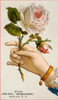 Hand Holding Roses  Nostalgia Cards  Illustration Poster Print - Item # VARSAL9801345