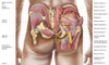 Anatomy of the gluteal muscles in the human buttocks Poster Print - Item # VARPSTSTK700930H