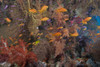 Schooling scalefin anthias fish and beautiful soft corals of Beqa Lagoon, Fiji Poster Print - Item # VARPSTTMO400431U