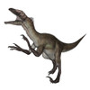 Utahraptor dinosaur roaring, white background Poster Print - Item # VARPSTEDV600216P