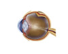 Anatomy of human eye Poster Print - Item # VARPSTSTK700005H