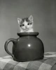 Kitten in a jar Poster Print