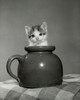 Kitten in a jar Poster Print - Item # VARSAL25529836
