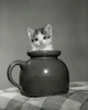 Kitten in a jar Poster Print