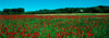 http://c328301.r1.cf1.rackcdn.com/PPI145040L.jpg