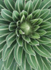 Plant On Mt Meru, Close Up PosterPrint - Item # VARDPI1886280
