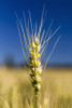 Close up of a ripening wheat head in a field with blue sky; Acme, Alberta, Canada PosterPrint - Item # VARDPI12285333