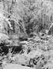 Snow covered trees along a pond Poster Print - Item # VARSAL25534409