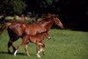 Thoroughbred Mare & Foal, Ireland PosterPrint - Item # VARDPI1812584