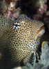 Leopard blenny perched on coral, Fathers reef, Kimbe Bay, Papua New Guinea Poster Print - Item # VARPSTSJN400204U