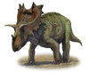 Ceratops montanus, a prehistoric era dinosaur from the Late Cretaceous period Poster Print - Item # VARPSTSKR100095P
