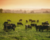 Friesian Cattle; Cattle Grazing PosterPrint - Item # VARDPI1821456