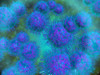 Microscopic view of diplococcus bacterium. Poster Print - Item # VARPSTSTK700957H