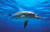 Atlantic Spotted Dolphin PosterPrint - Item # VARDPI1790701