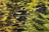 Oak And Maple Trees Reflections In Water. Autumn. PosterPrint - Item # VARDPI2066686