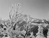 USA  winter scene with Mount Ranier in background Poster Print - Item # VARSAL255422245