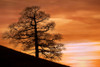 Tree Against A Sunset Sky, Nottinghamshire, England PosterPrint